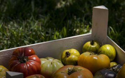 “Digues adeu als tomàquets insípids”